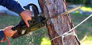 How Our Tree Care Process Works  in  Travelers Rest, SC