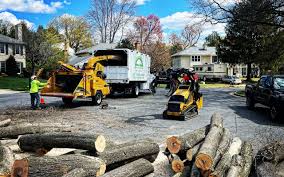 Best Tree Removal  in Travelers Rest, SC