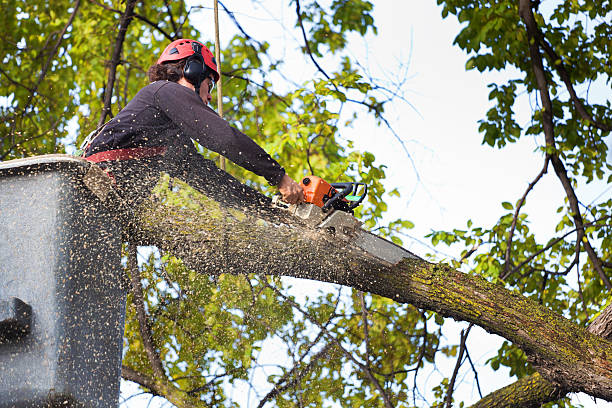 Professional Tree Care in Travelers Rest, SC